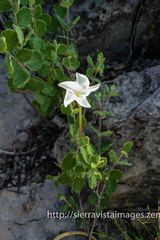 Mandevilla hypoleuca