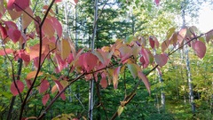 Aurantioporthe corni