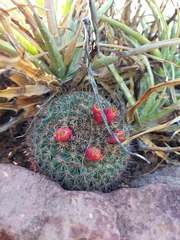 Mammillaria johnstonii