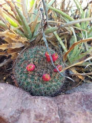 Mammillaria johnstonii