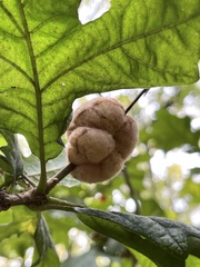 Striatoandricus aciculatus