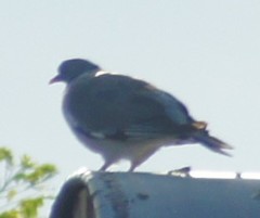 Columba palumbus