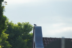 Columba palumbus