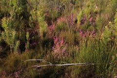 Erica bergiana bergiana