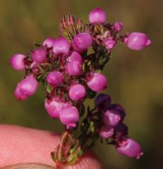 Erica bergiana bergiana