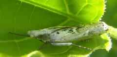 Crambus sparsellus