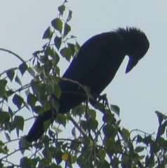Corvus corone