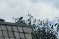 Corvus corone