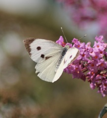Pieris brassicae