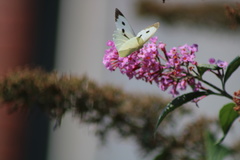 Pieris brassicae