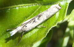 Crambus sparsellus