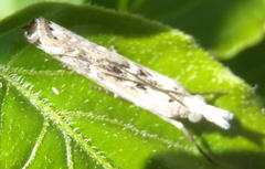 Crambus sparsellus