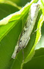 Crambus sparsellus