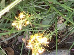 Xylocopa tabaniformis