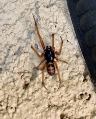 Steatoda nobilis