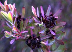 Leucadendron glaberrimum erubescens