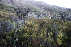 Leucadendron glaberrimum erubescens