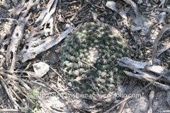 Mammillaria meiacantha