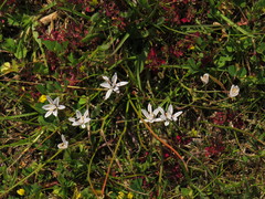 Trachyandra chlamydophylla