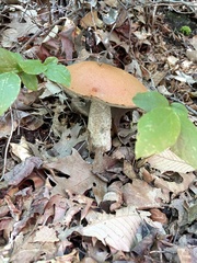 Leccinum vulpinum