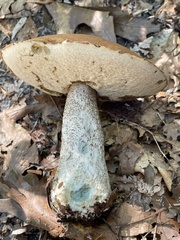 Leccinum vulpinum