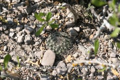 Coryphantha delicata