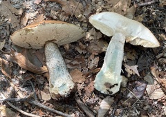 Leccinum vulpinum
