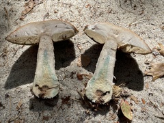 Leccinum vulpinum