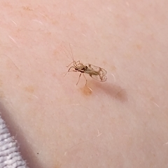 Belonochilus numenius