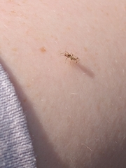 Belonochilus numenius