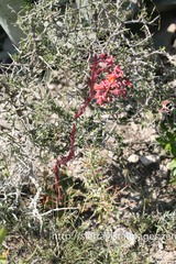 Echeveria walpoleana