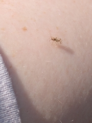 Belonochilus numenius