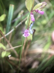 Scutellaria minor