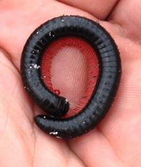 Orthoporoides
