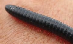 Orthoporoides