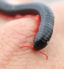 Orthoporoides