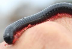 Orthoporoides