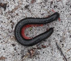 Orthoporoides