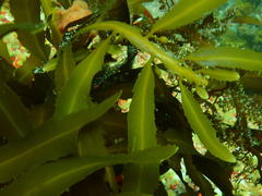 Anthophycus longifolius