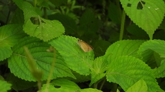 Polytremis pellucida