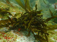Anthophycus longifolius