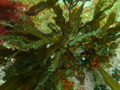 Anthophycus longifolius