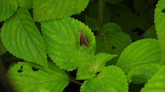 Polytremis pellucida