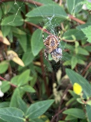 Araneus diadematus