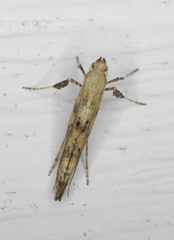 Caloptilia populetorum