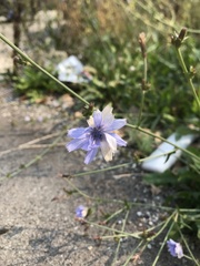 Cichorium intybus