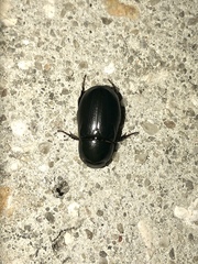 Euetheola