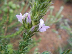 Aspalathus cephalotes violacea