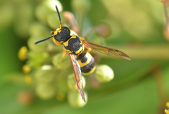 Ancistrocerus renimacula