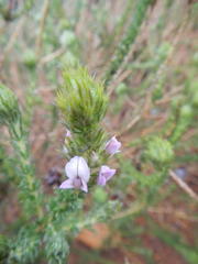 Aspalathus cephalotes violacea